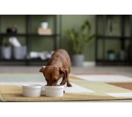 Влажный корм