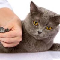 Нужно ли стричь когти кошке?